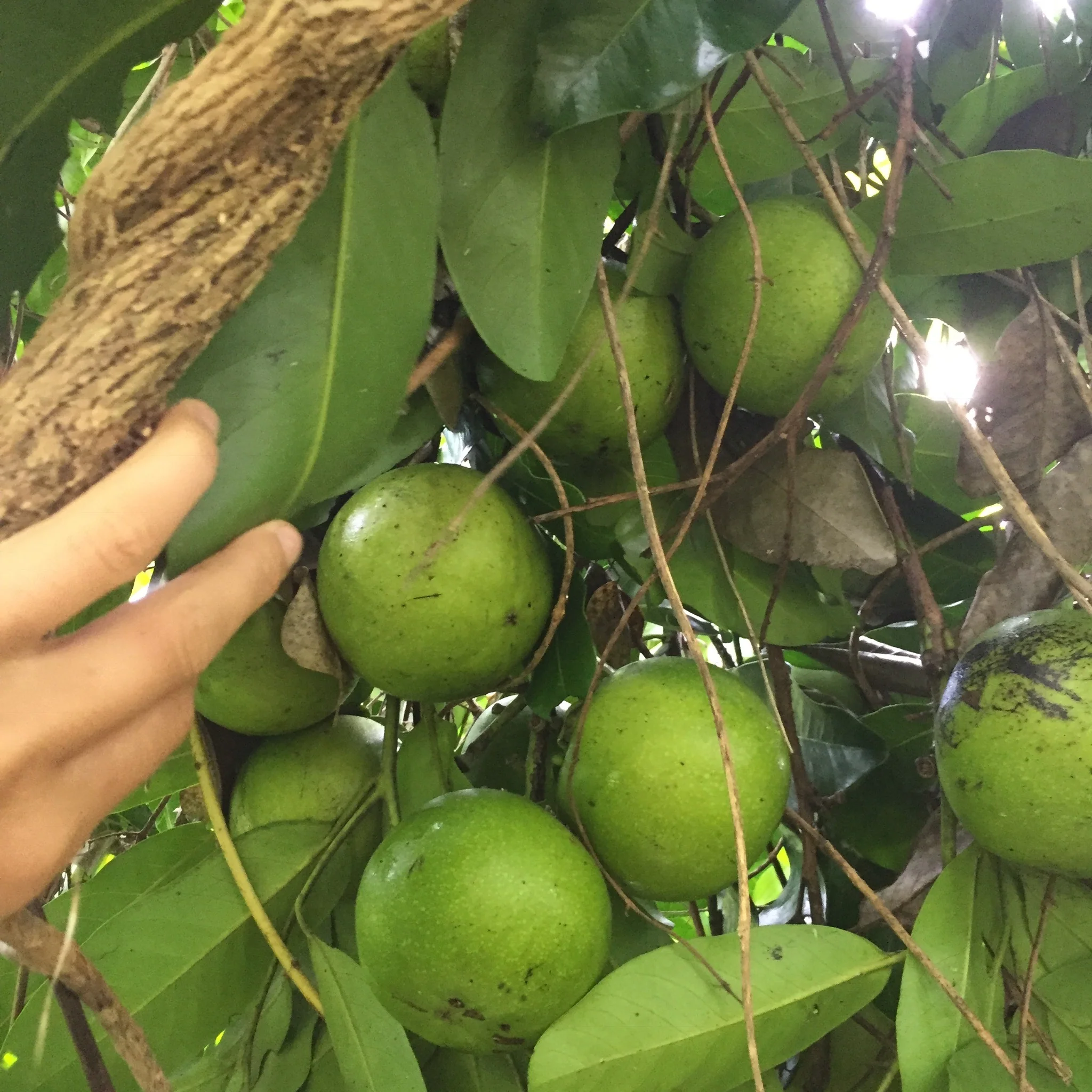 Product image 21
